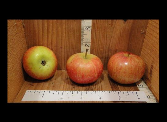 Apple Index - 